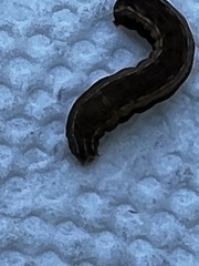 Spodoptera ornithogalli