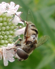 Eristalis dimidiata