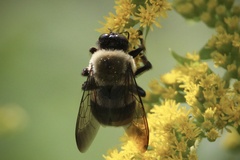 Xylocopa virginica virginica