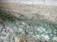 Atriplex oblongifolia