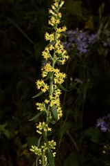 Solidago hispida