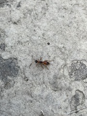 Cryptinae