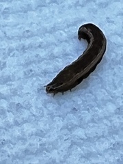 Spodoptera ornithogalli