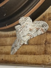 Iridopsis defectaria