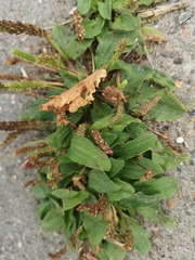 Plantago major