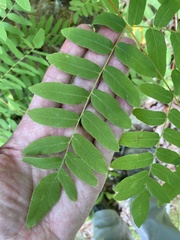 Osmunda spectabilis