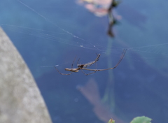 Tetragnatha laboriosa