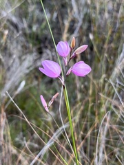Ixia micrandra