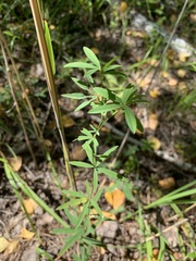 Trifolium lupinaster