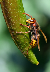 Vespa crabro
