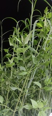 Acanthus ilicifolius