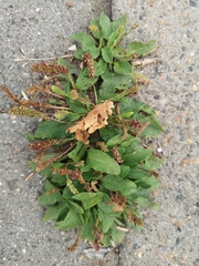 Plantago major