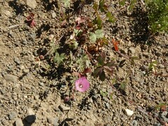 Sidalcea glaucescens