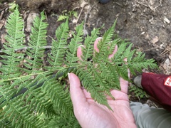 Athyrium angustum
