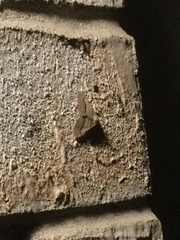 Digrammia continuata