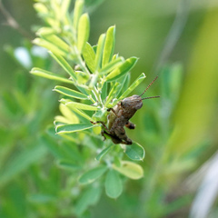 Melanoplus scudderi