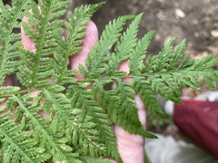 Athyrium angustum