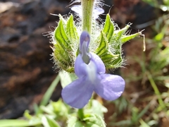 Salvia hirsuta