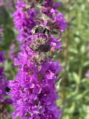 Megachilinae