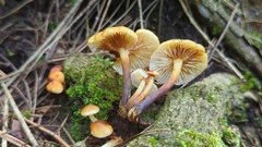 Flammulina mexicana