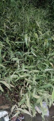 Andrographis paniculata