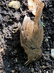 Troglodytes troglodytes