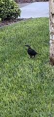 Quiscalus mexicanus