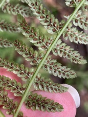 Athyrium angustum
