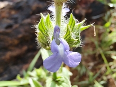 Salvia hirsuta