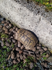 Testudo hermanni