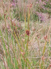 Juncus effusus
