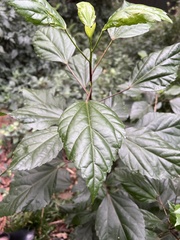 Hibiscus rosa-sinensis