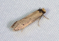Tinea apicimaculella