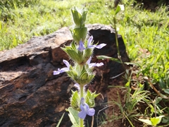 Salvia hirsuta