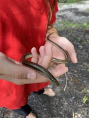 Ophisaurus ventralis
