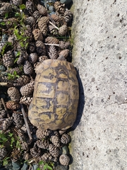 Testudo hermanni