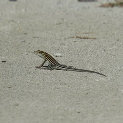 Aspidoscelis sexlineatus