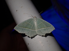 Campaea margaritaria