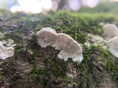 Gloeoporus dichrous