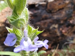 Salvia hirsuta