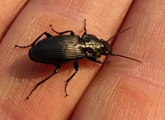 Pterostichus
