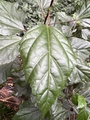 Hibiscus rosa-sinensis
