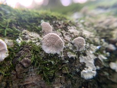 Gloeoporus dichrous
