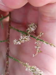 Tamarix parviflora