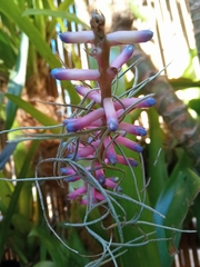 Aechmea gamosepala