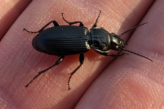 Pterostichus