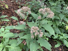 Eutrochium purpureum