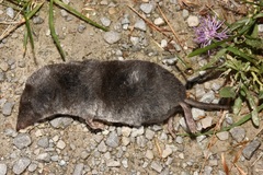 Blarina brevicauda