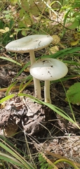 Amanita vaginata