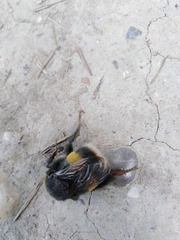 Bombus terrestris